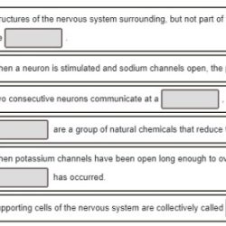 Building vocabulary activity the autonomic nervous system