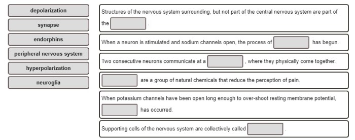 Building vocabulary activity the autonomic nervous system