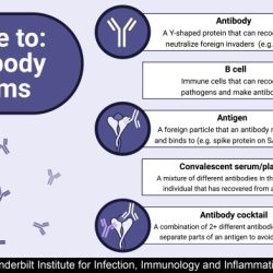 Enzymes during photosynthesis antibodies for fighting infection