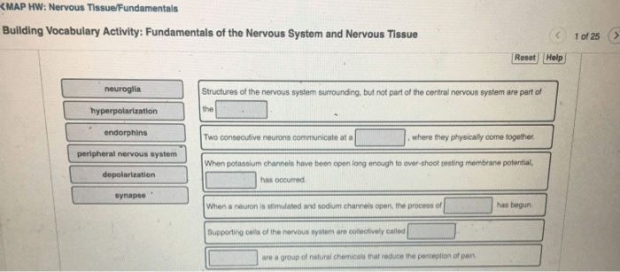 Building vocabulary activity the autonomic nervous system