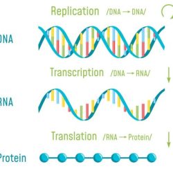 Transcription physiology openstax