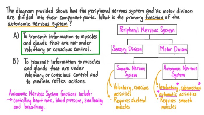 Nervous system ch13 hw peripheral